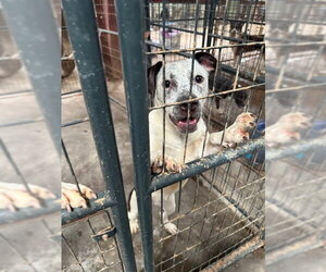 Ripley - Female American Pit Bull Terrier-Unknown Mix Dog for Adoption - Photo #3