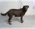 Small Labrador Retriever Mix