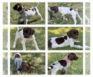 German Shorthaired Pointer Puppy for sale in PEORIA, AZ, USA