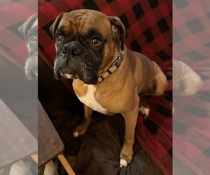 Father of the Boxer puppies born on 12/27/2025