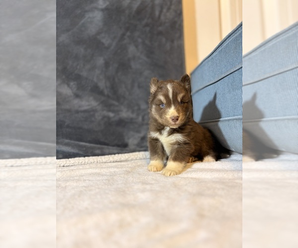 Medium Photo #2 Siberian Husky Puppy For Sale in HEMET, CA, USA