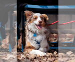 Small #1 Australian Shepherd
