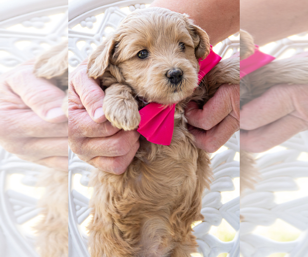 Medium Photo #3 Goldendoodle (Miniature) Puppy For Sale in ROY, UT, USA