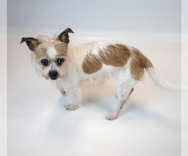 Medium Photo #5 Mutt Puppy For Sale in Kennesaw, GA, USA