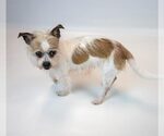 Small #4 Mutt