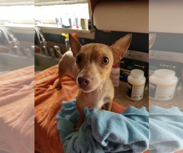 Medium Photo #17 Chihuahua-Unknown Mix Puppy For Sale in Mount Laurel, NJ, USA