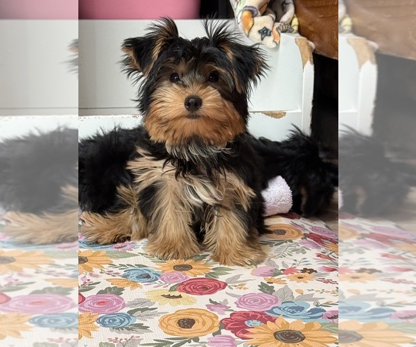 Medium Photo #5 Yorkshire Terrier Puppy For Sale in VALRICO, FL, USA