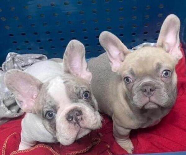 Medium Photo #6 French Bulldog Puppy For Sale in BAKERSVILLE, NC, USA