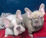 Small Photo #6 French Bulldog Puppy For Sale in BAKERSVILLE, NC, USA
