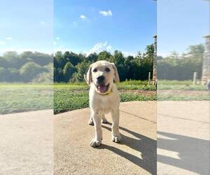 Labrador Retriever Puppy for sale in COWPENS, SC, USA