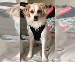 Small Rat Terrier-Spaniel Mix