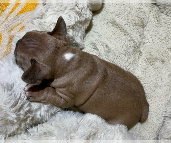 Medium Photo #8 French Bulldog Puppy For Sale in WEXFORD, PA, USA