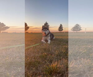 Siberian Husky Dogs for adoption in Chinook, MT, USA