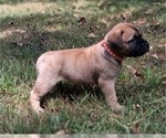 Small #16 Bullmastiff