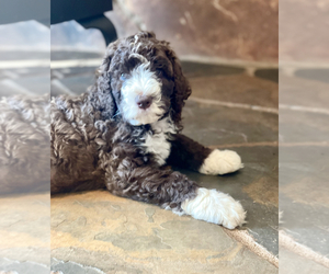 Bernedoodle Puppy for Sale in ALPINE, California USA