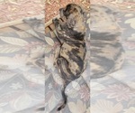 Small Photo #5 Catahoula Bulldog Puppy For Sale in MIAMI BEACH, FL, USA