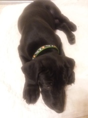 Great Dane-Labrador Retriever Mix Puppy for sale in ESTACADA, OR, USA