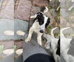 Small #1 Mutt