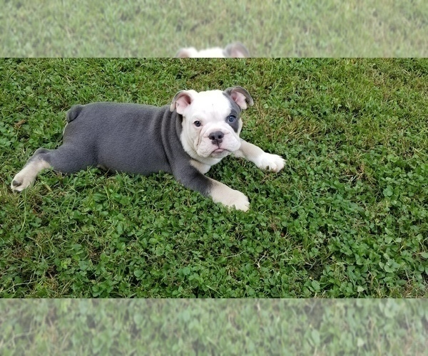 Medium Photo #6 English Bulldog Puppy For Sale in POWERSITE, MO, USA