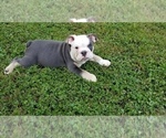 Small Photo #6 English Bulldog Puppy For Sale in POWERSITE, MO, USA