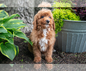 Medium Poodle (Miniature)