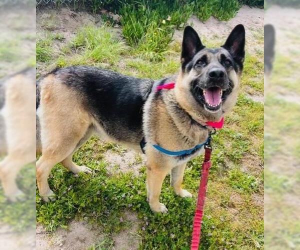 Medium Photo #9 German Shepherd Dog Puppy For Sale in Santa Barbara, CA, USA