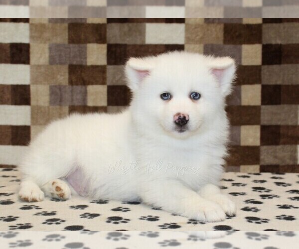 Medium Photo #2 Pomsky Puppy For Sale in DENVER, PA, USA