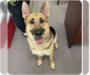 German Shepherd Dog Dogs for adoption in Winston Salem, NC, USA