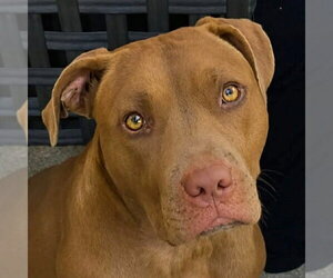 Mutt Dogs for adoption in Minneapolis, MN, USA