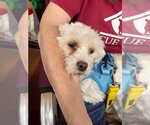 Small #2 Maltipoo (Miniature)