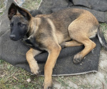 Small Photo #16 Belgian Malinois Puppy For Sale in ONTARIO, CA, USA