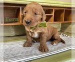 Puppy Fern Goldendoodle