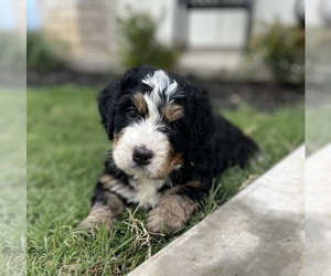 Bernedoodle Puppy for Sale in INDIAHOMA, Oklahoma USA