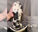 Small #2 Great Dane