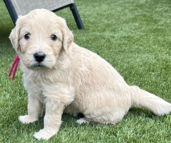 Medium Photo #3 Goldendoodle Puppy For Sale in PHOENIX, AZ, USA