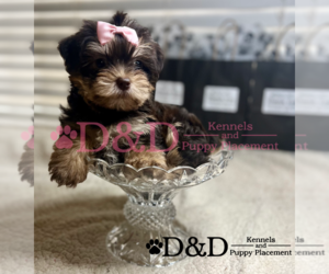 Shorkie Tzu Puppy for sale in RIPLEY, MS, USA