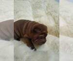 Small Photo #8 Chinese Shar-Pei Puppy For Sale in BALTIMORE, MD, USA