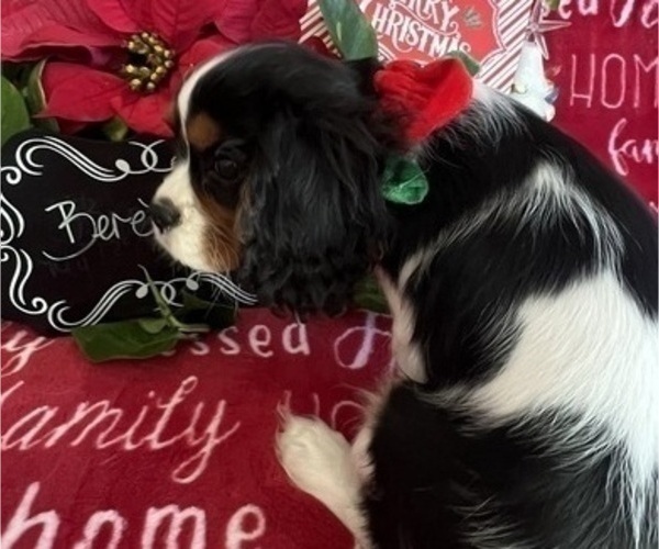 Medium Photo #10 Cavalier King Charles Spaniel Puppy For Sale in ABILENE, TX, USA