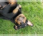 Small Photo #3 Rottweiler Puppy For Sale in STEUBENVILLE, OH, USA