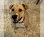 Small #10 American Pit Bull Terrier Mix