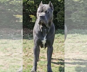 Father of the Cane Corso puppies born on 03/11/2024
