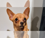 Small #4 Chihuahua Mix