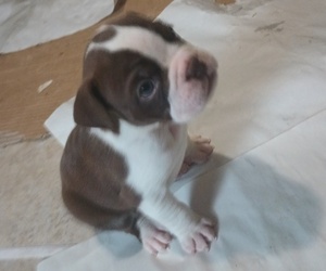 Olde English Bulldogge Puppy for sale in EAST PEORIA, IL, USA