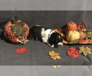 Cocker Spaniel Puppy for sale in CADDO, OK, USA