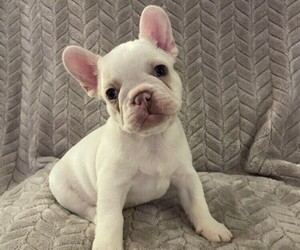 Medium French Bulldog