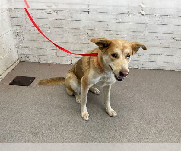 Medium Photo #1 Siberian Husky-Unknown Mix Puppy For Sale in San Bernardino, CA, USA