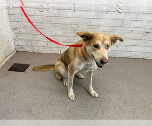 Siberian Husky-Unknown Mix Dogs for adoption in San Bernardino, CA, USA