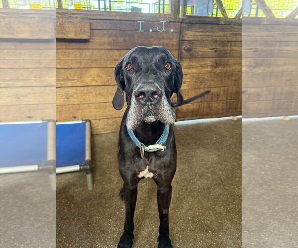 Medium Photo #1 Great Dane Puppy For Sale in Palm Beach, FL, USA