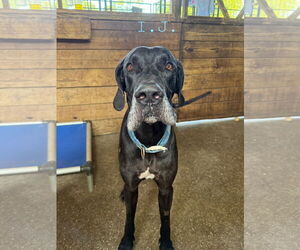Great Dane Dogs for adoption in Palm Beach, FL, USA