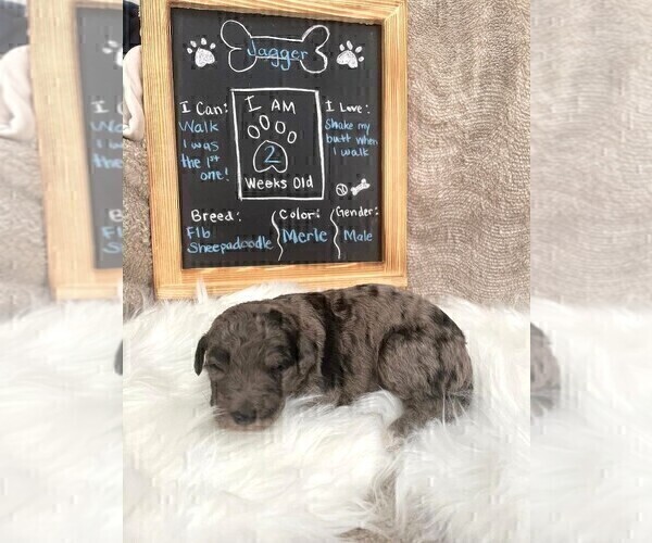 Medium Photo #6 Sheepadoodle Puppy For Sale in NEW BALTIMORE, MI, USA